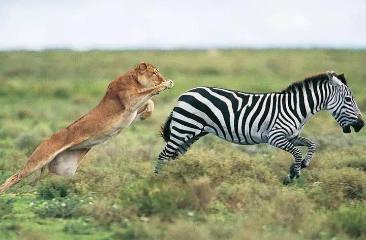 让孩子了解100多种动物的科普知识,为小朋友讲解动物知识