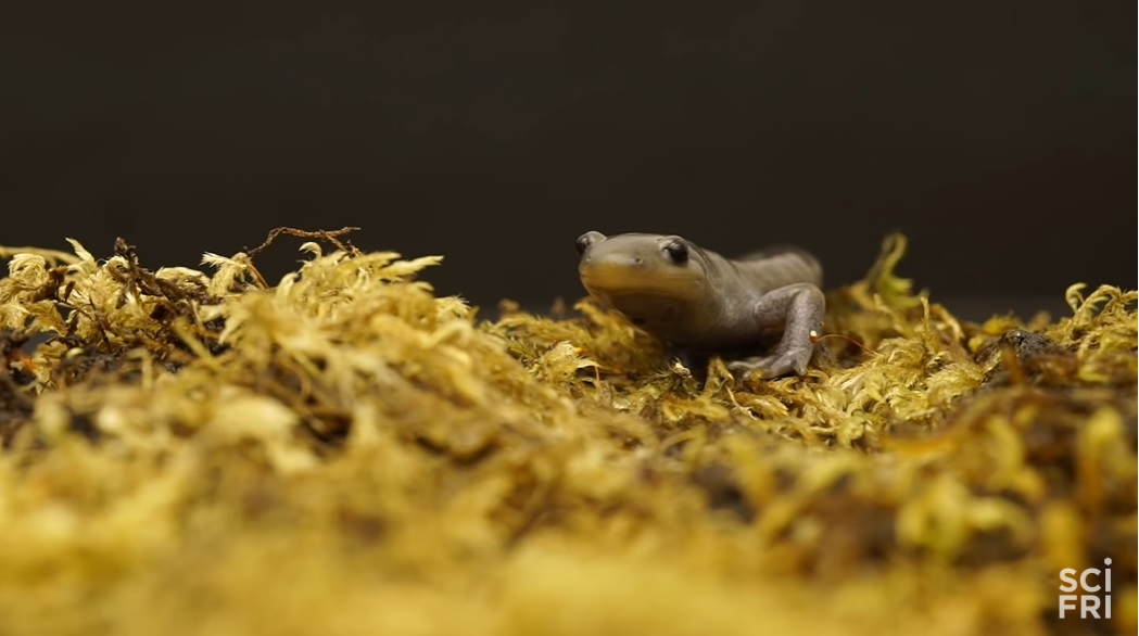 全员雌性，靠偷别人的精子繁衍后代…这种动物让科学家都迷惑了