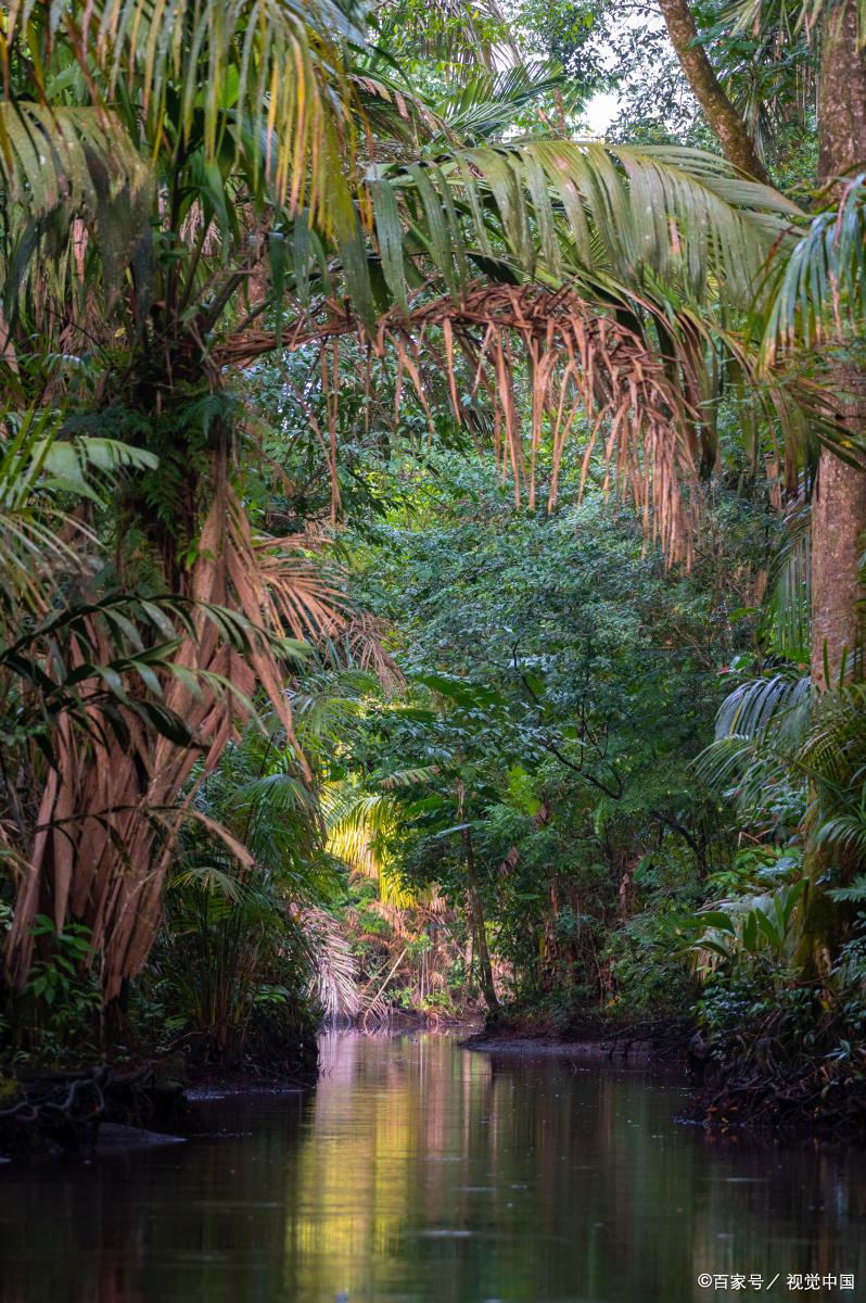 巴西德国历史战绩,巴西的辉煌历史