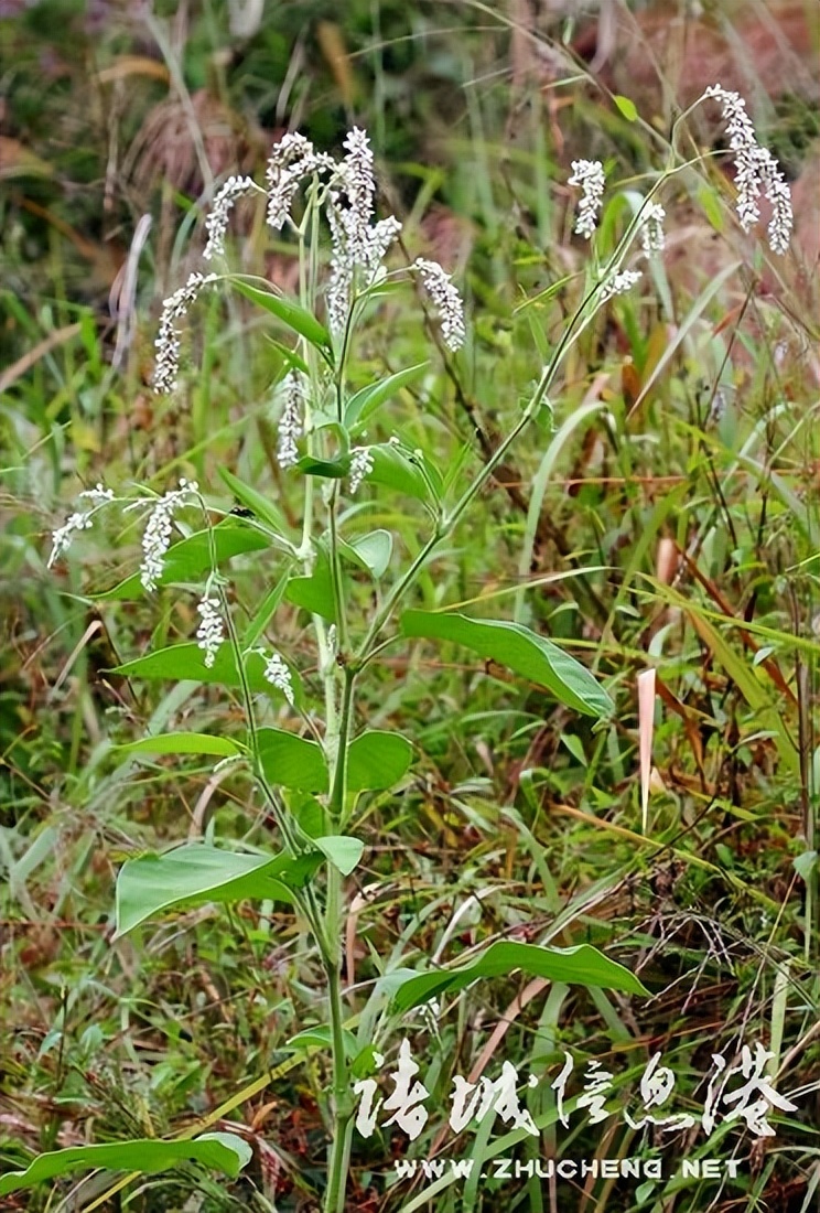 冠县常见野生保护植物,诸城野生动物排名