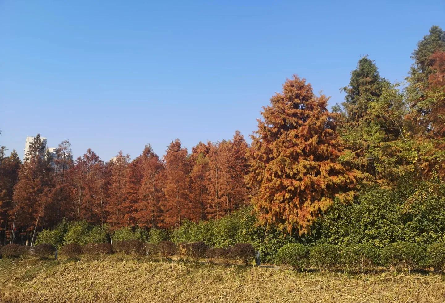 苏州秋季旅游最值得去的地方,苏州赏秋一日游攻略
