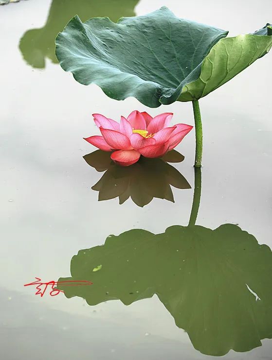 2022淮阳荷花节结束时间,看淮阳荷花节