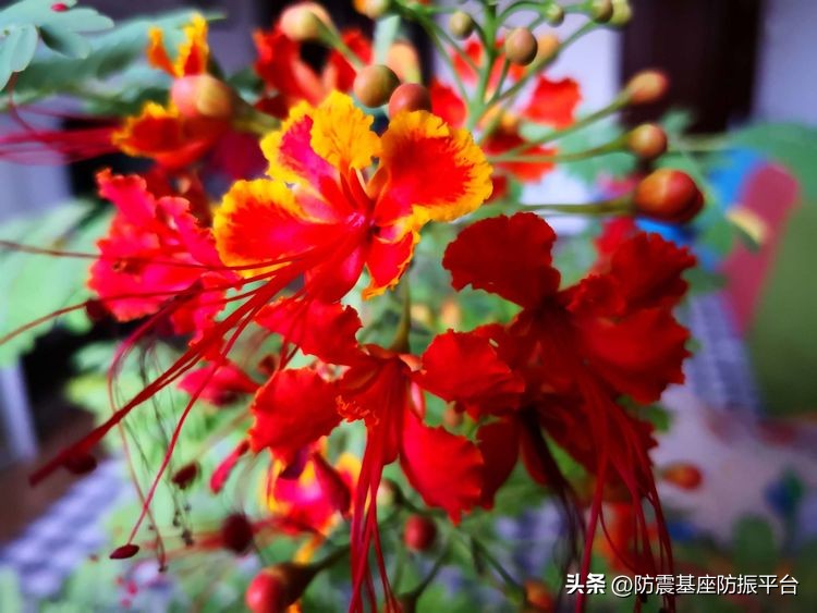 从发芽到开花的乐趣,从种子到果实成熟的感悟