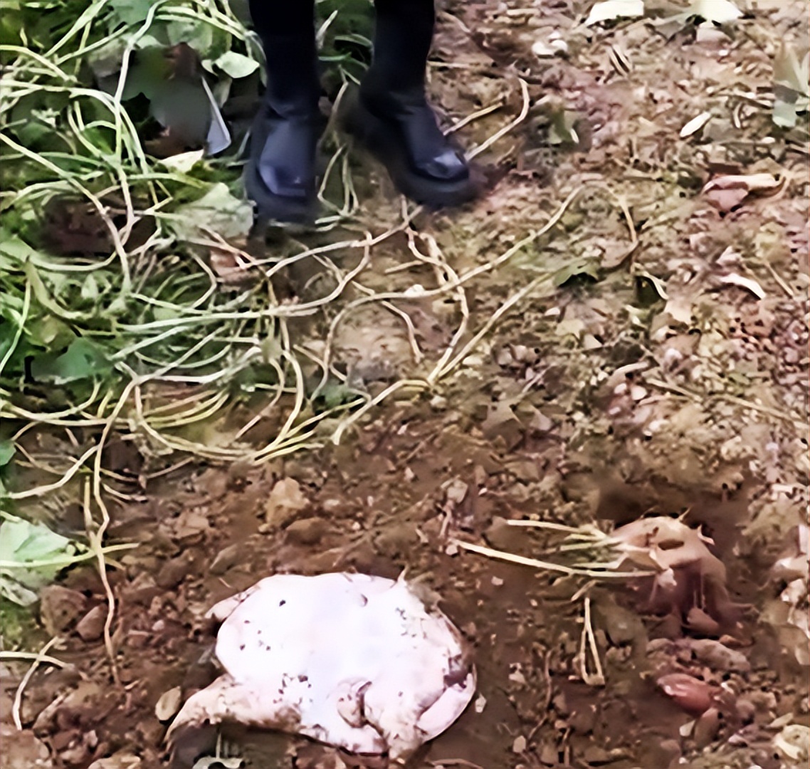 在田里挖到一只甲鱼能吃吗,土里挖出的甲鱼能吃吗