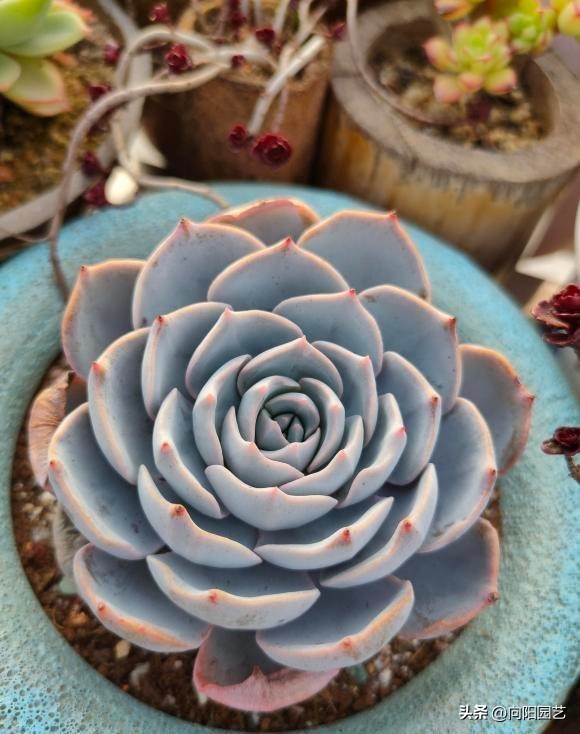 为什么多肉不能大盆养,多肉怎么能养的叶大粗壮呢