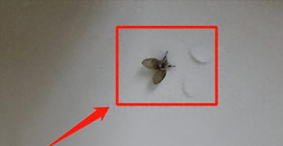 卫生间小虫子蛾蠓有什么危害,卫生间里的蛾蠓怎么治理