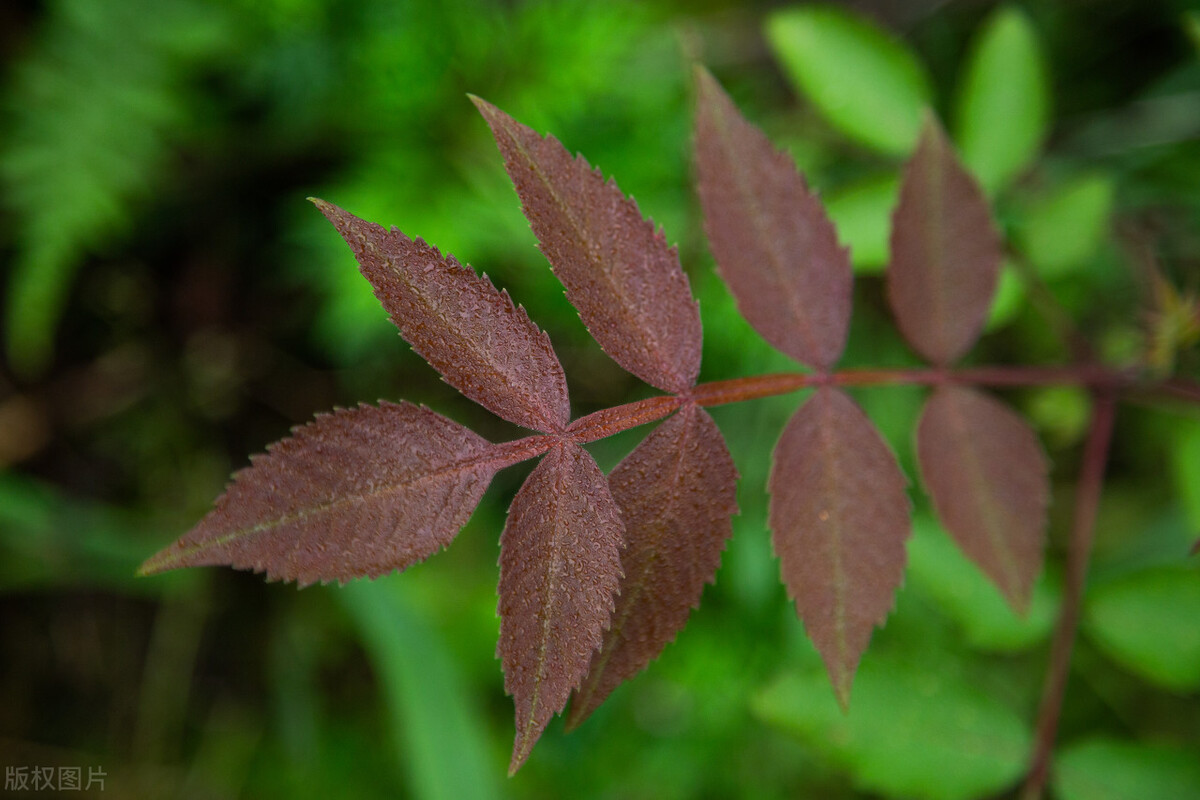臭椿树为什么叫臭到椿树,怎么样看待臭椿树