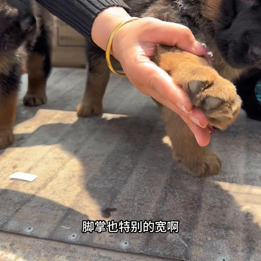 宠物市场买纯种德牧,德牧宠物市场