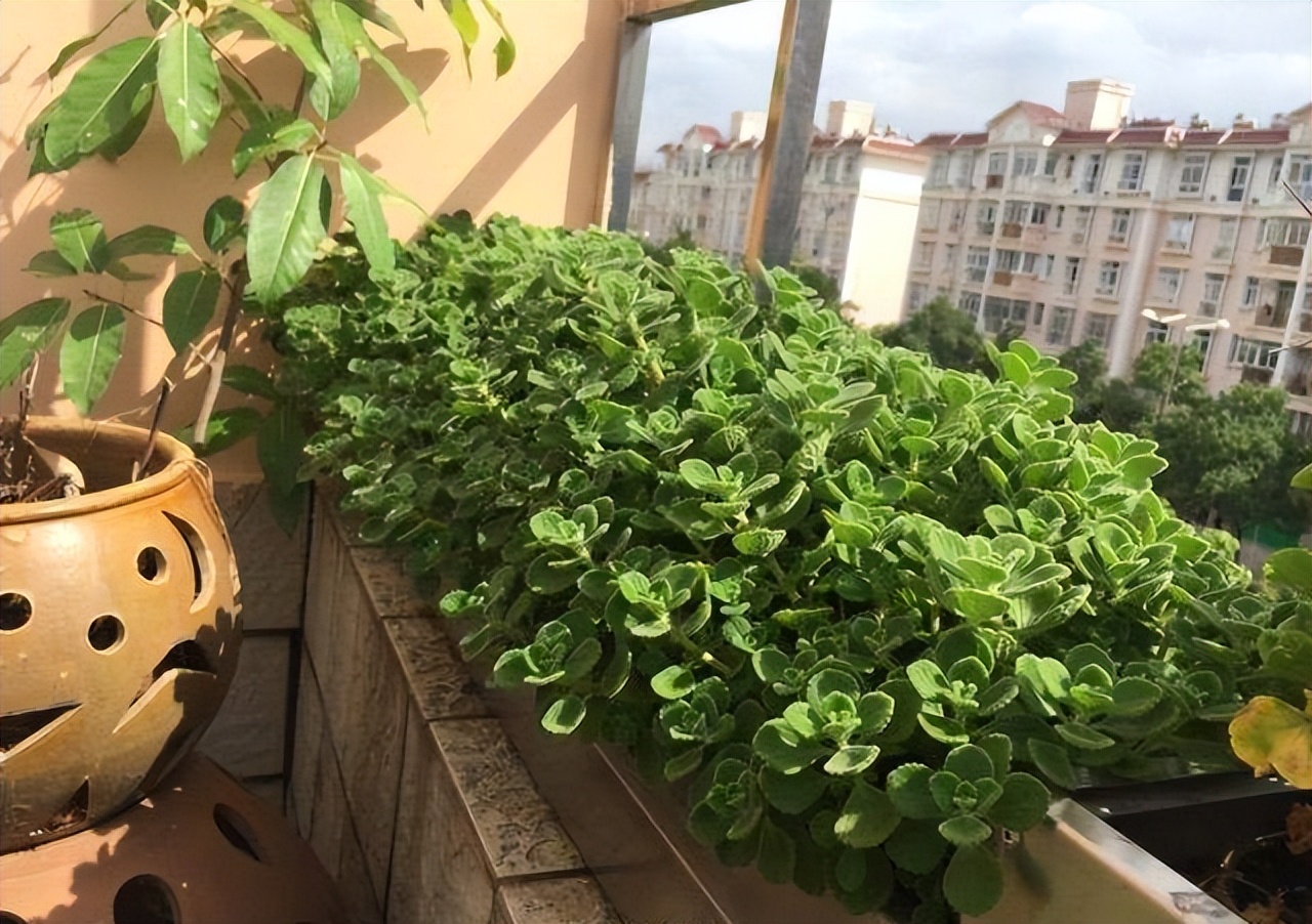 养花有小蚊虫用什么办法可以消灭,家里养花驱蚊虫小妙招