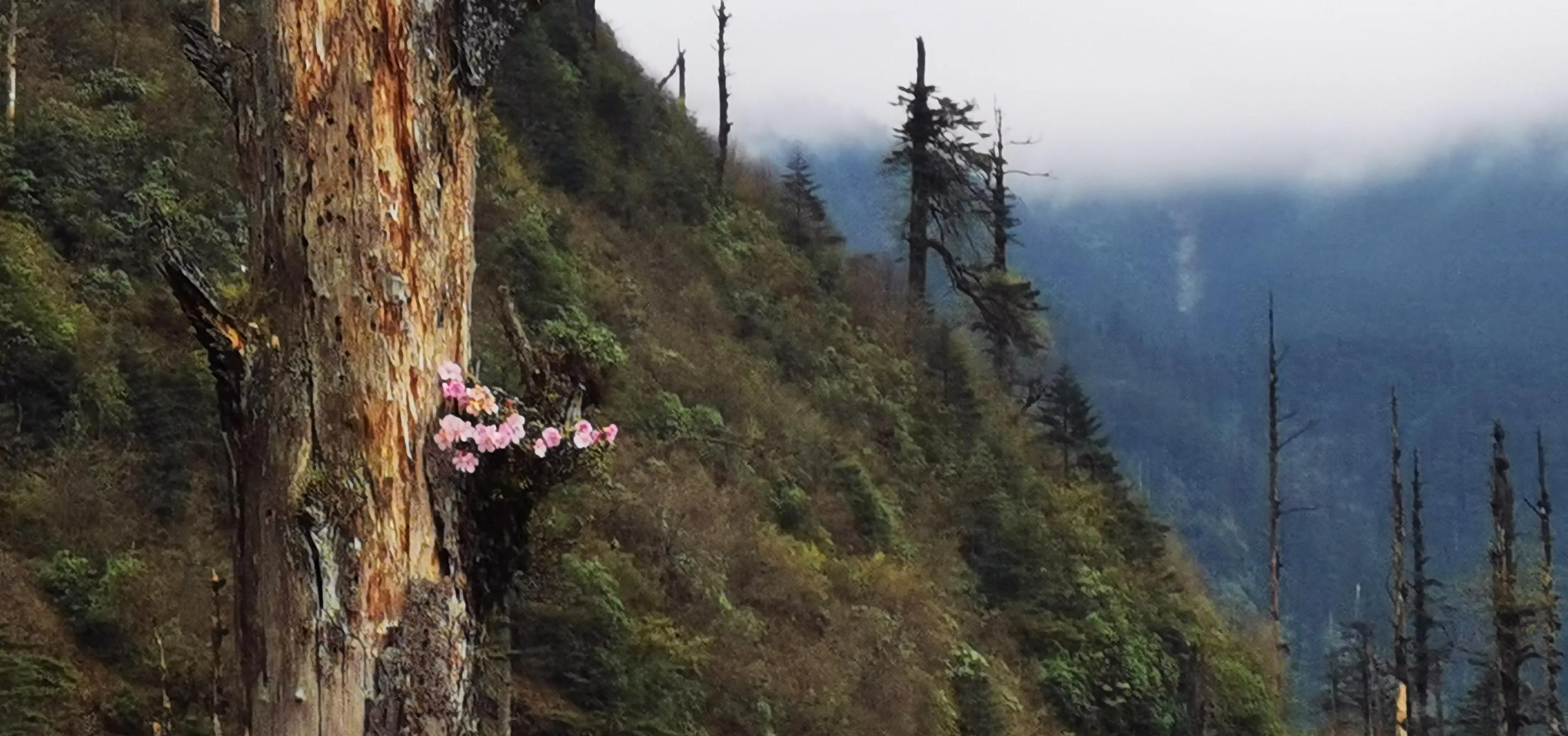 中国百慕大黑竹沟了解一下,中国百慕大黑竹沟近期气温