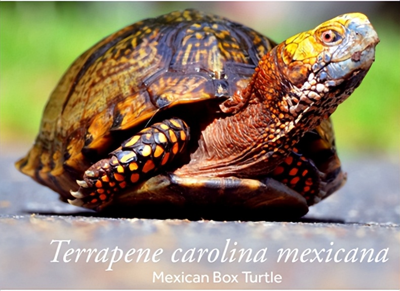 养北美鳄龟的龟友,箱龟种类图片大全