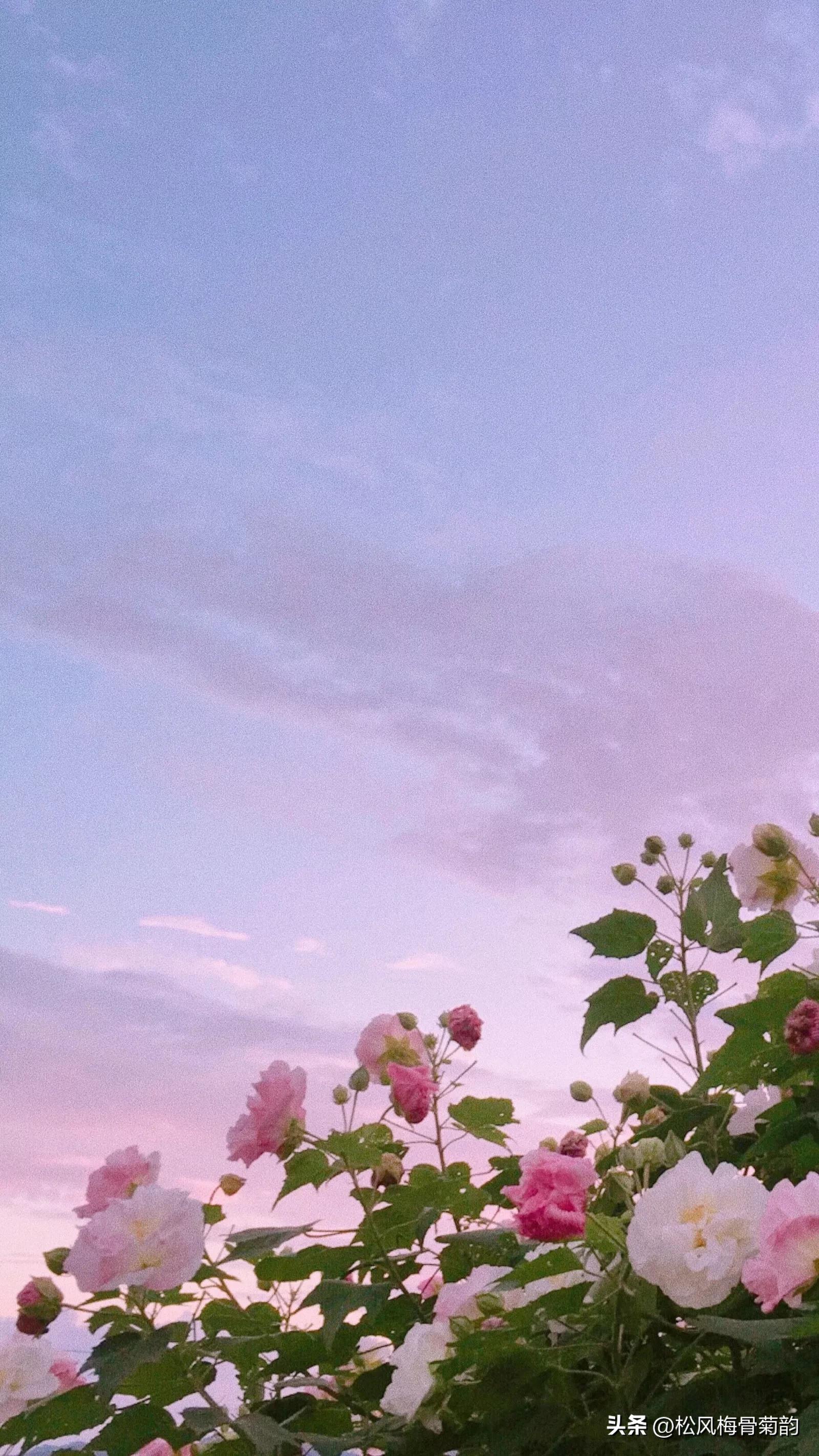 心若香茗静听花开的意思,心若香茗静听花开意思