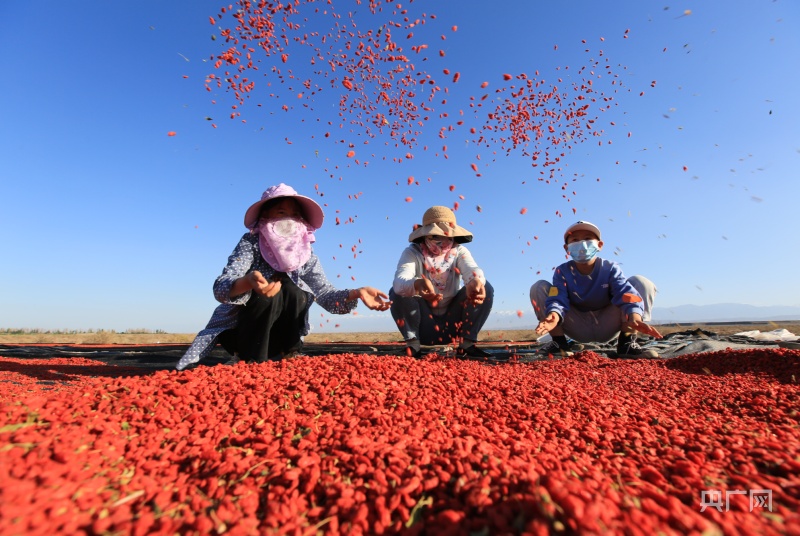 嘉峪关特产枸杞子,嘉峪关万亩枸杞