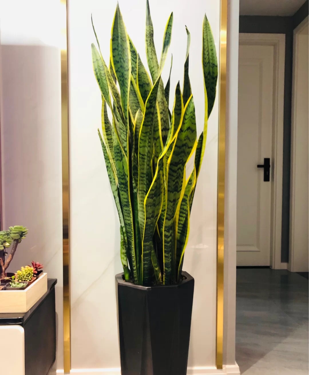 被水浇死的盆栽,容易浇死的植物