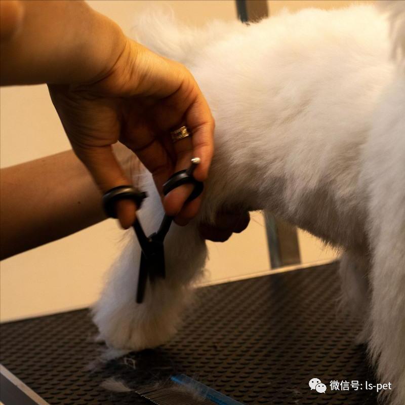 养狗的好处和坏处共9篇,养狗对抑郁症有什么好处和坏处