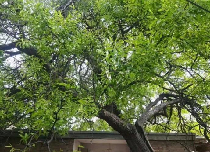 天门不烧火地户不栽树啥意思,天宫不烧火地户不栽树是什么意思