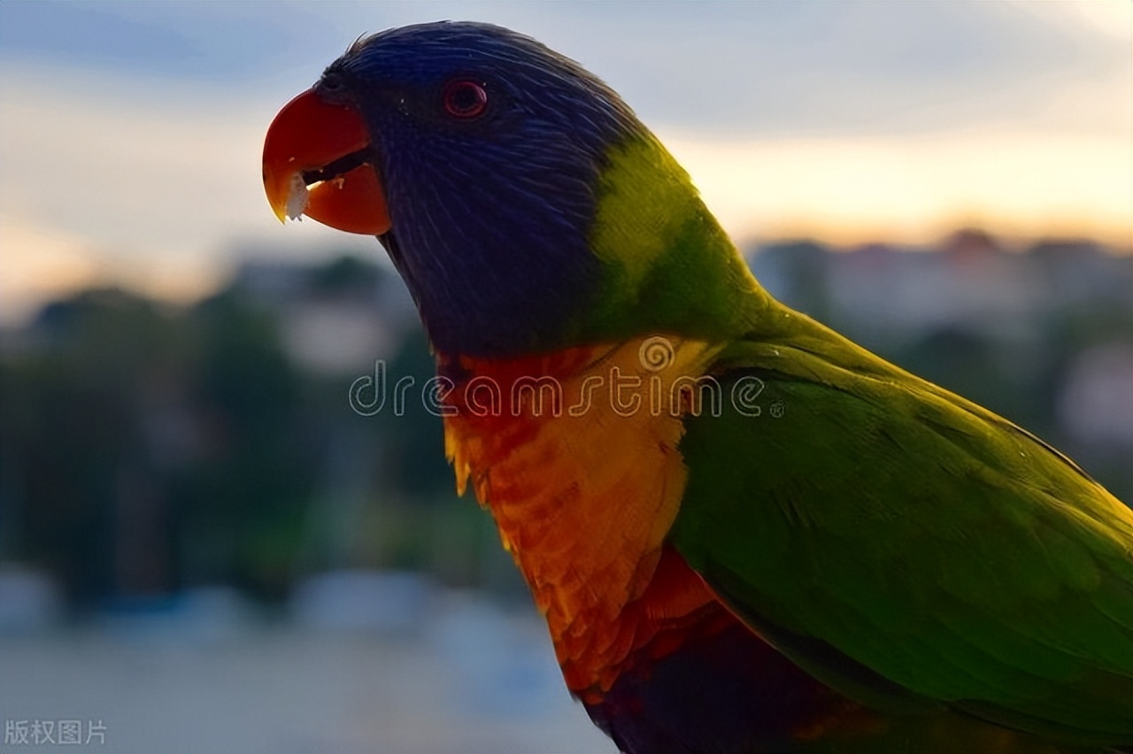 小太阳鹦鹉眼睛里有白膜,鹦鹉眼睛上长一圈疙瘩怎么办