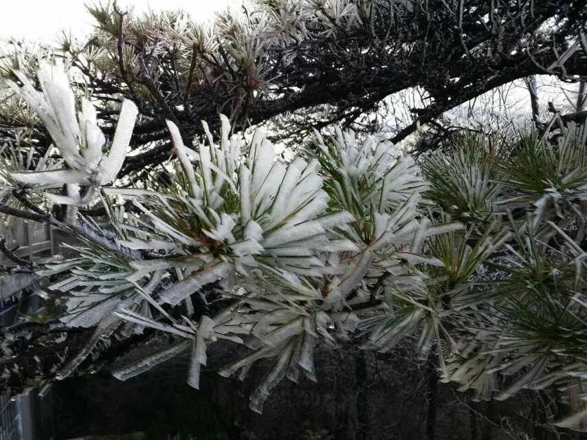 游黄山的经历,第一次旅行黄山