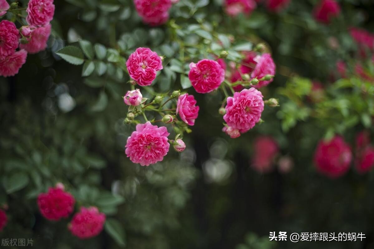 生如夏花灿烂的时候,生如夏花绚烂绽放歌曲视频