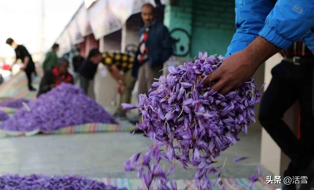 藏红花产自伊朗为什么叫藏红花,最好的藏红花产地在伊朗的哪里