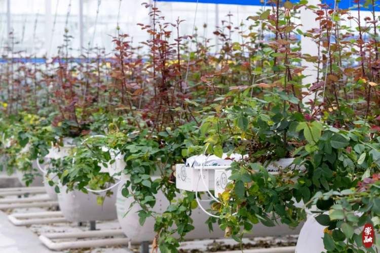 崇明花海,鲜花盛开的岛屿崇明岛