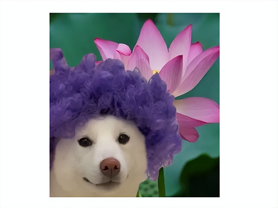 激战2国服,激战2国服更新周常