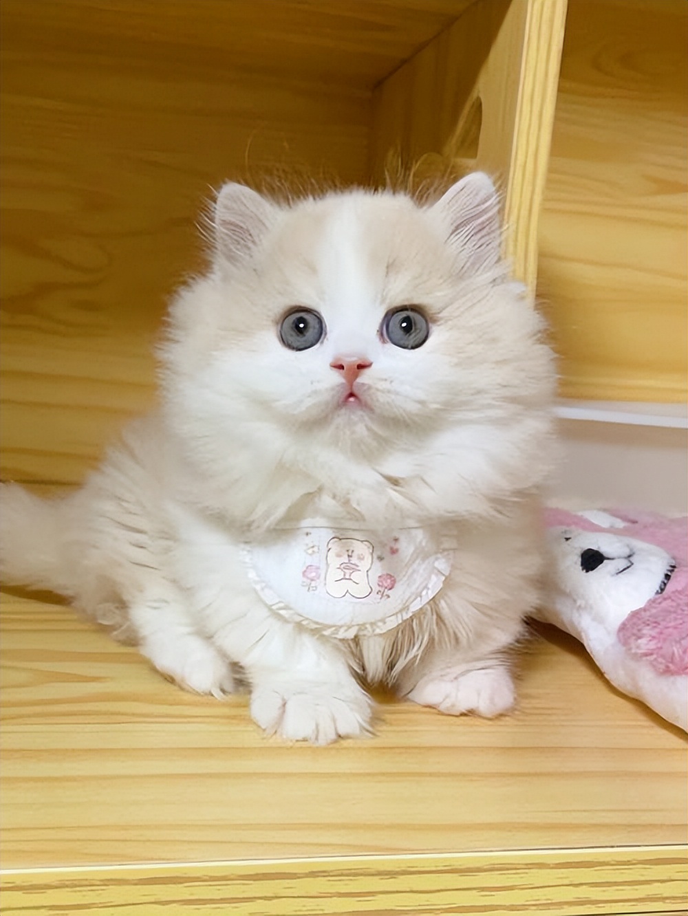 纯种猫咪有哪些颜色,纯种宠物猫有哪些品种