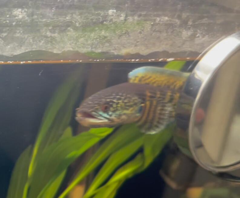 雷龙在缸里一直洗鳃是什么原因,雷龙鱼鼓鳃每次训练几分钟