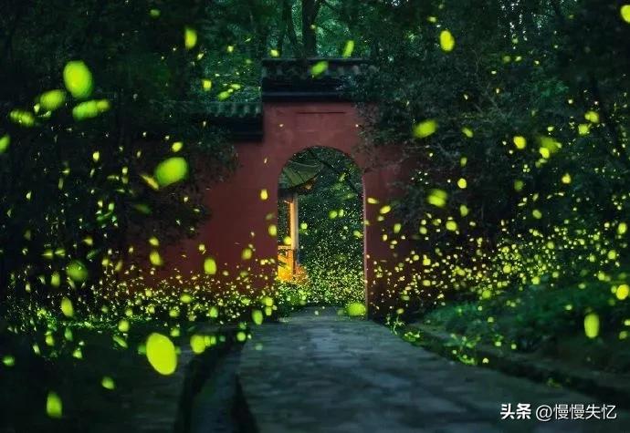 描写萤火虫的著名诗句,萤火虫诗句大全