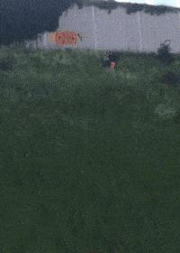 蜂花护发素搞笑视频,蜂花官方旗舰店搞笑评论