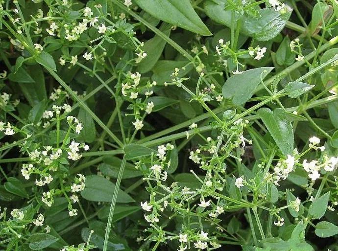 草本史话:古籍《昆虫草木略》的芎窮,茜草,杜若