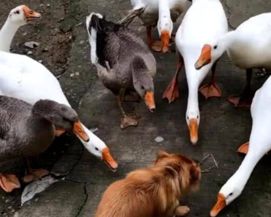 夏天蛇进屋怎么处理,夏天蛇到房间里怎么赶出来