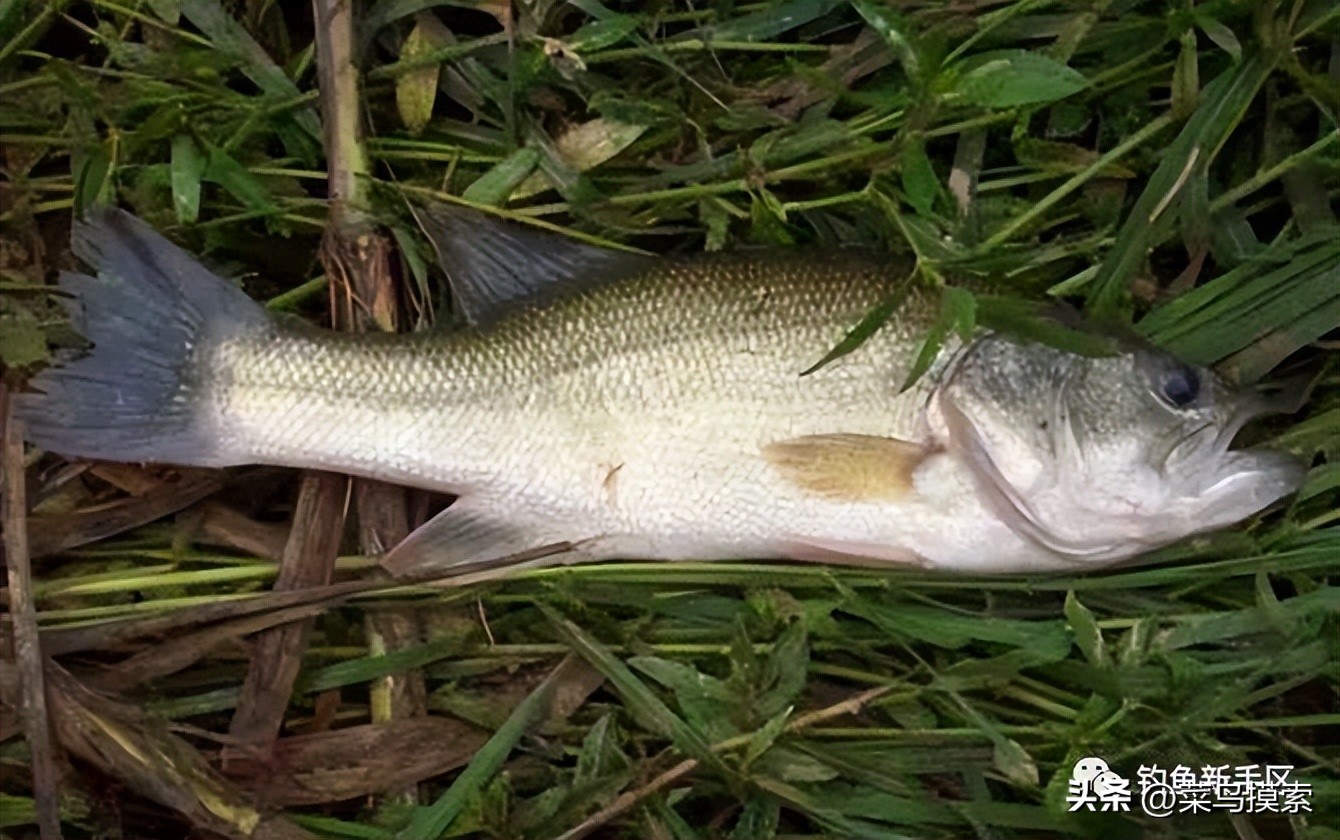 养殖塘里的鲈鱼怎么钓,手竿钓鲈鱼十句口诀