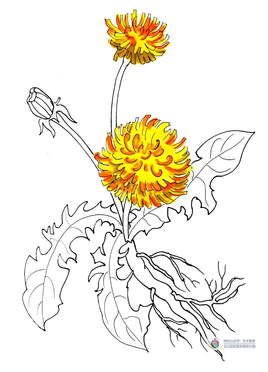 蒲公英怎么画儿童画,简单又好看的线条画蒲公英