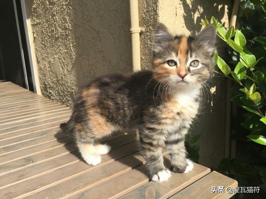 中国猫咪品种玳瑁猫,田园玳瑁猫的嘴