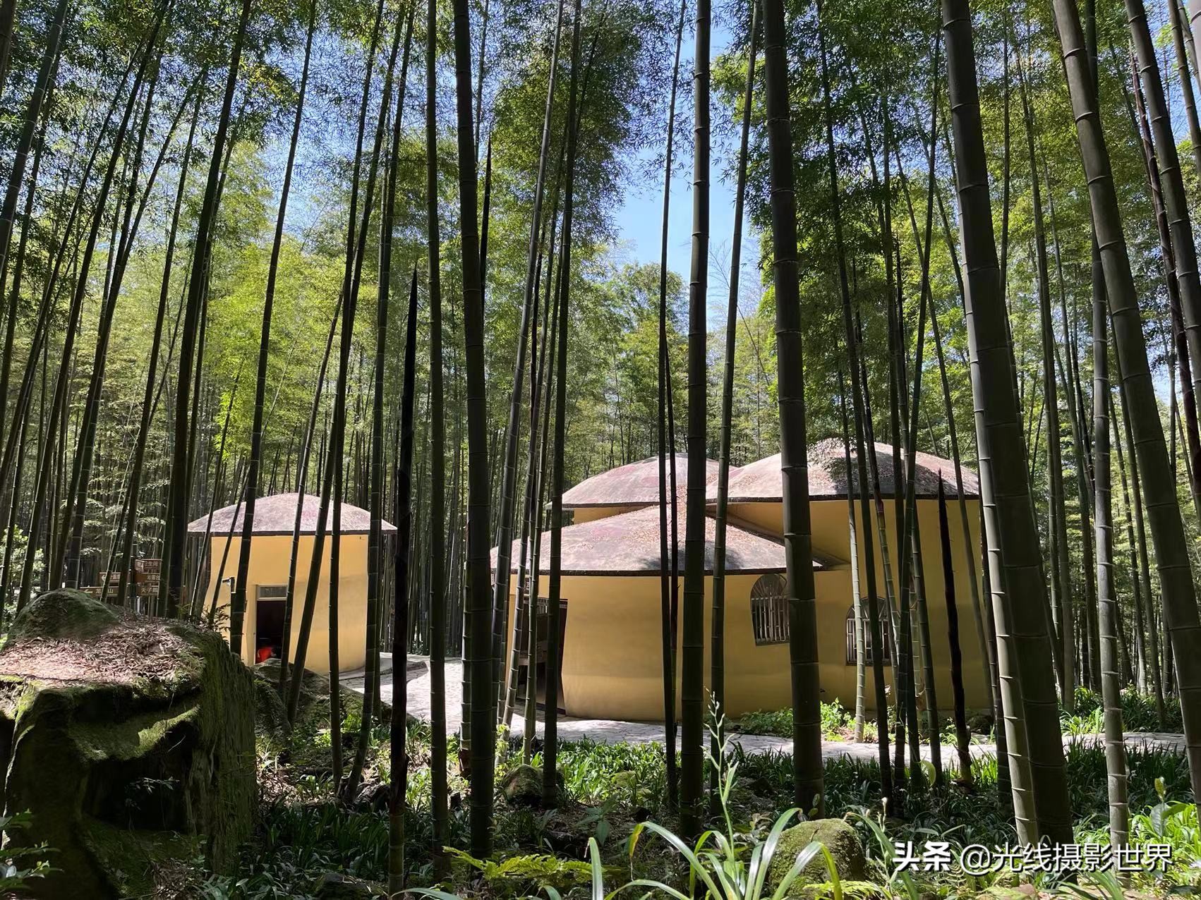 永川茶山竹海今年国庆免门票吗,2022国庆节永川茶山竹海攻略