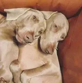 狗狗交配期间，千万不能打断它们，后果你想象不到