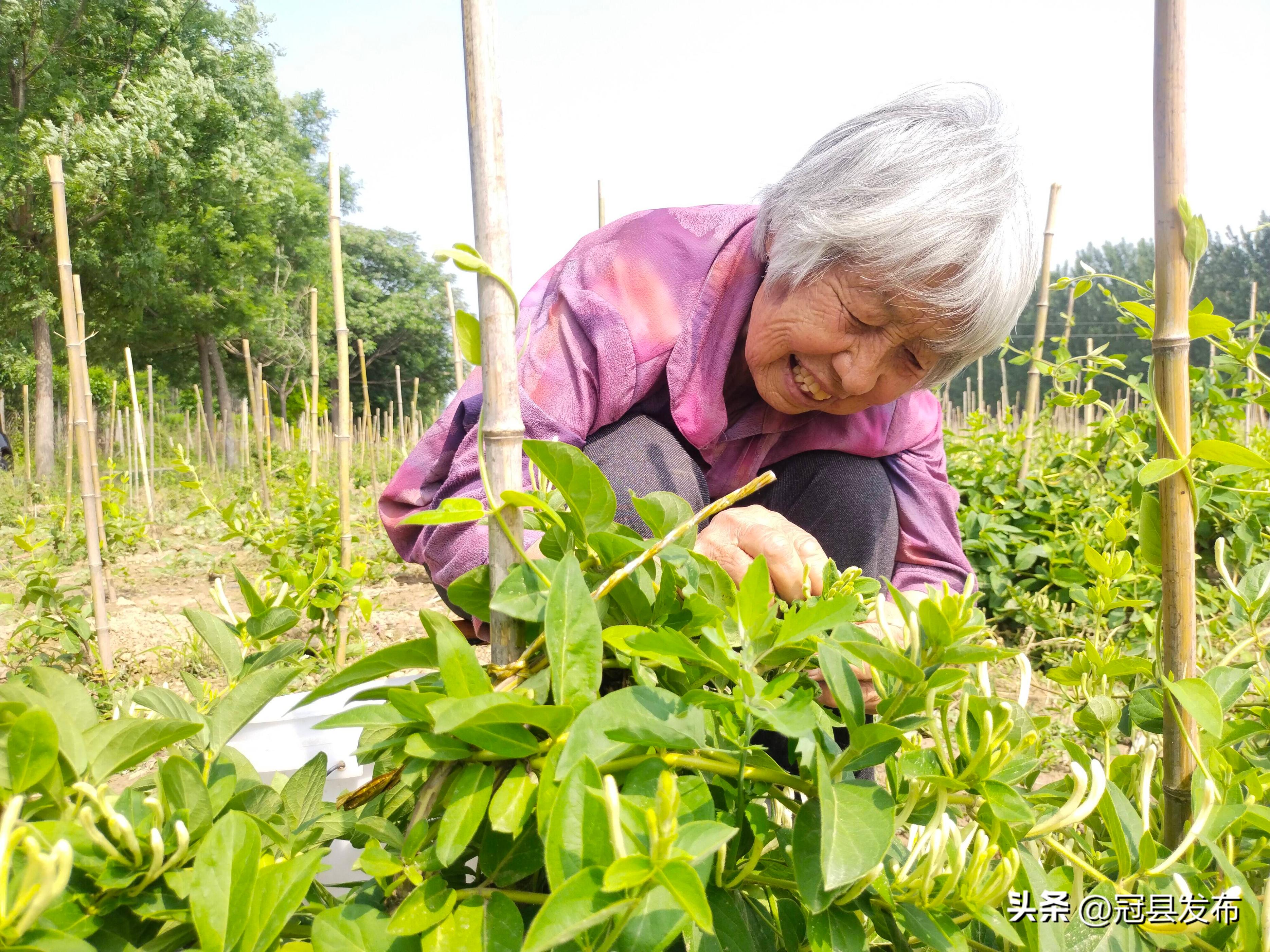 六盘水市乡村产业振兴案例,清泉镇产业园