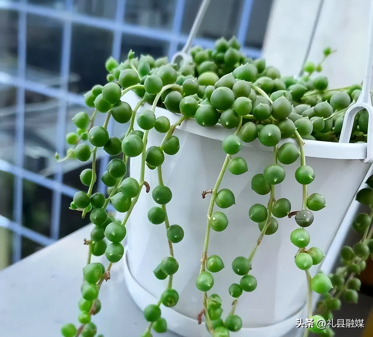 吊兰的品种与名称图片欣赏及介绍,吊兰有几种品种图片及名称介绍