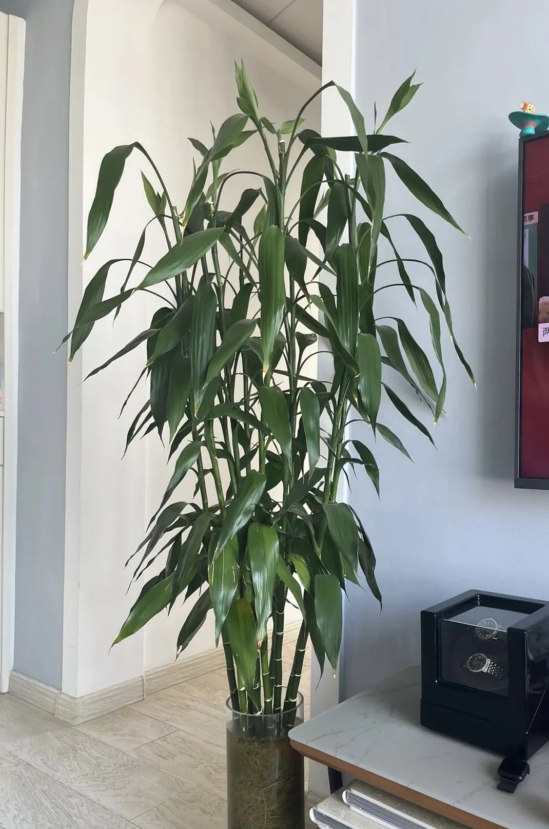 养花公认最美4种花满屋飘香,什么花可以给家里带来阳气好运