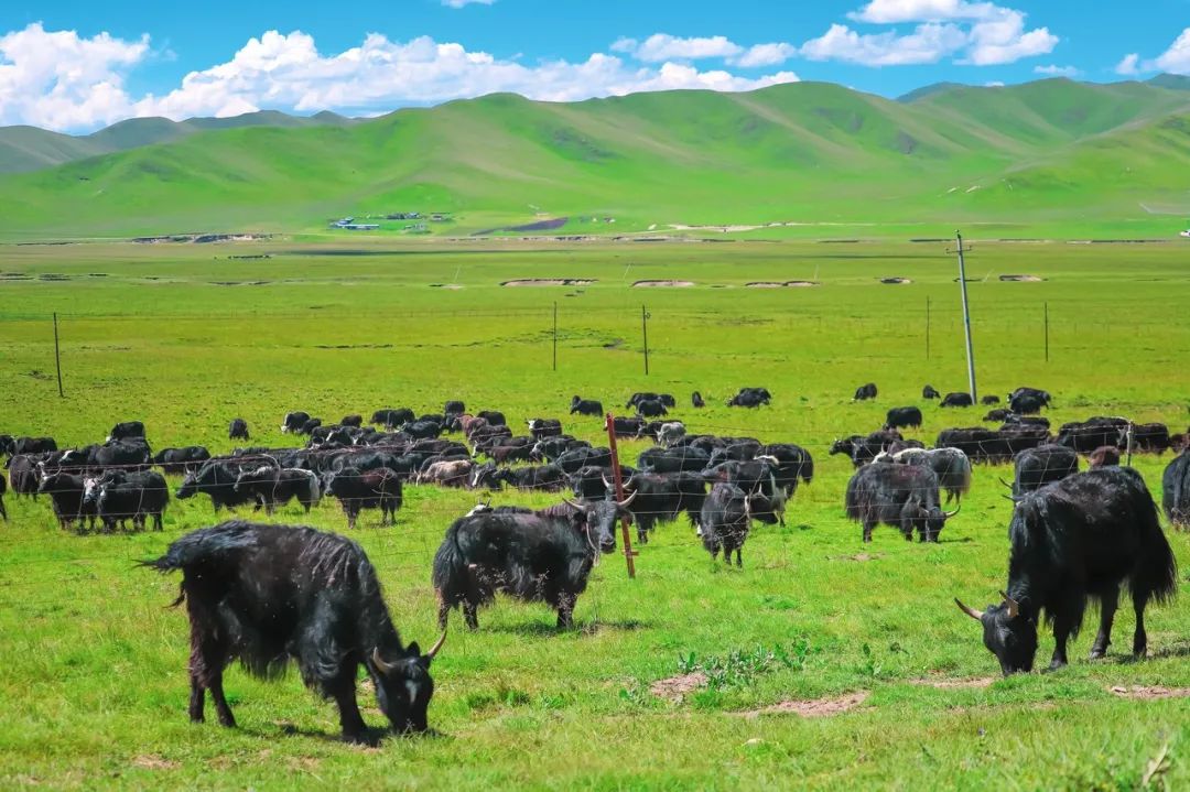 都去挤*疆新**？我选这个20°C的西北秘境