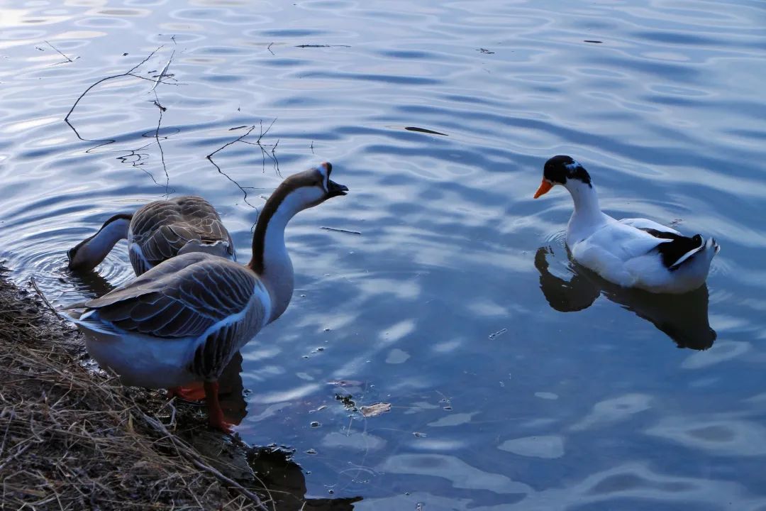选择郑州城轨交通学校,郑州航院一本还是二本呢