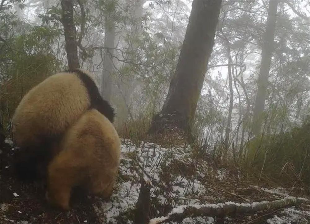 野生大熊猫和圈养大熊猫打架,白色大熊猫与大熊猫罕见同框凶