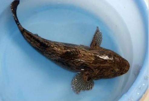 80亩水塘养鱼一年能挣多少钱,老汉养鱼年入千万