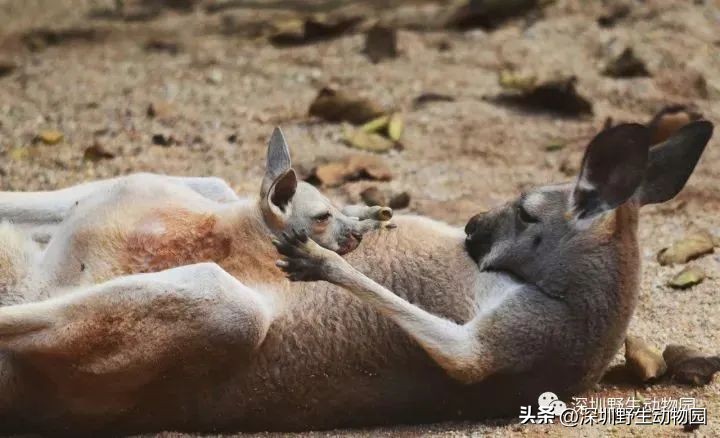 考完先别溜！优惠门票¥67.8，放松一“夏”！