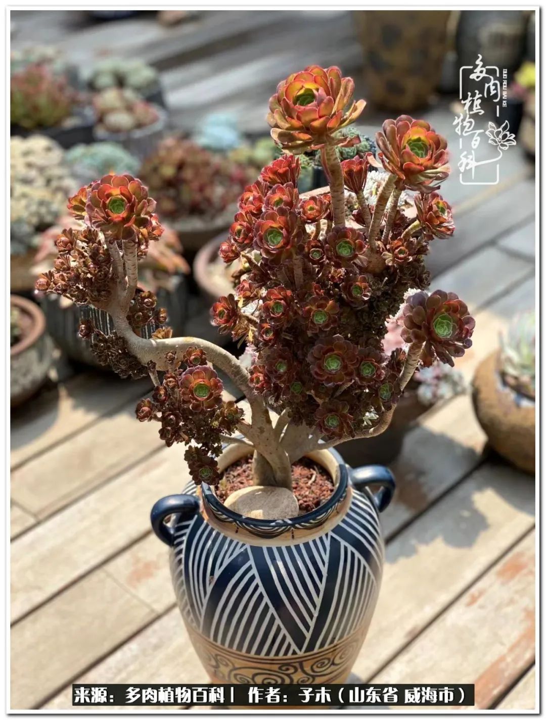 法师多肉成长史,法师多肉新手教程