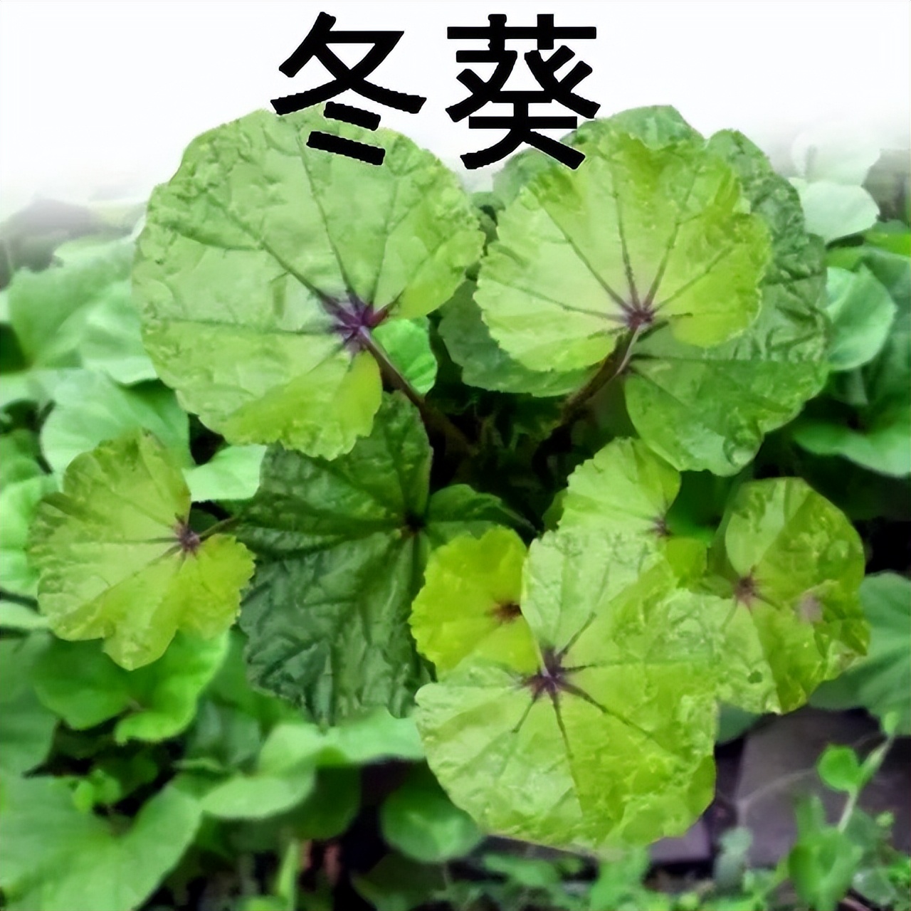 木耳菜能生吃的吗,木耳菜可以随便吃吗