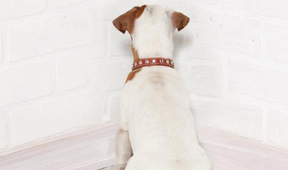 宠物爪子烂了怎么处理好,宠物受伤的救助方法