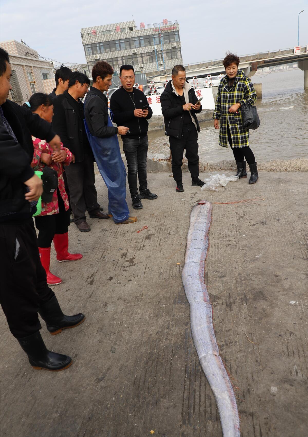 地震前兆有哪些鱼,地震鱼现身日本视频