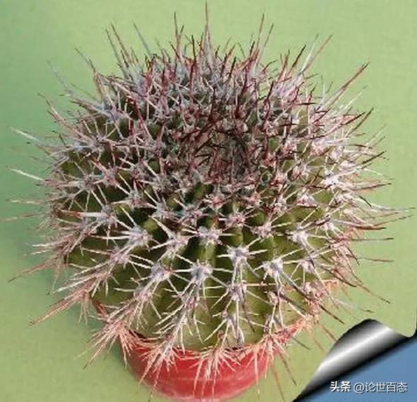 第124季有刺萼属凤冠丸和花冠丸